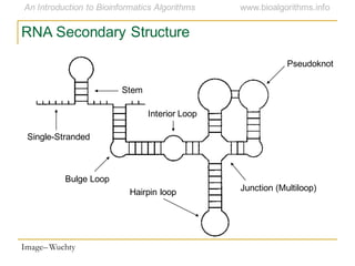 RNA Secondary Structure
Hairpin loop Junction (Multiloop)
Bulge Loop
Single-Stranded
Interior Loop
Stem
Image– Wuchty
Pseudoknot
 