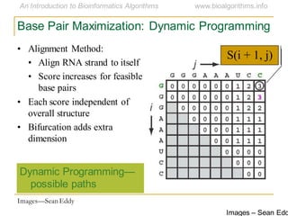 Dynamic Programming—
possible paths
Images – Sean Edd
S(i + 1, j)
Base Pair Maximization: Dynamic Programming
• Alignment Method:
• Align RNA strand to itself
• Score increases for feasible
base pairs
• Each score independent of
overall structure
• Bifurcation adds extra
dimension
Images—Sean Eddy
 