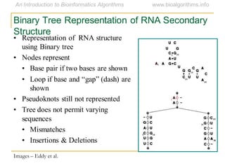 Binary Tree Representation of RNA Secondary
Structure
• Representation of RNA structure
using Binary tree
• Nodes represent
• Base pair if two bases are shown
• Loop if base and ―gap‖ (dash) are
shown
• Pseudoknots still not represented
• Tree does not permit varying
sequences
• Mismatches
• Insertions & Deletions
Images – Eddy et al.
 