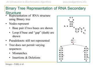 Binary Tree Representation of RNA Secondary
Structure
• Representation of RNA structure
using Binary tree
• Nodes represent
• Base pair if two bases are shown
• Loop if base and ―gap‖ (dash) are
shown
• Pseudoknots still not represented
• Tree does not permit varying
sequences
• Mismatches
• Insertions & Deletions
Images – Eddy et al.
 
