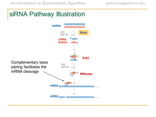 siRNA Pathway Illustration
Complementary base
pairing facilitates the
mRNA cleavage
 