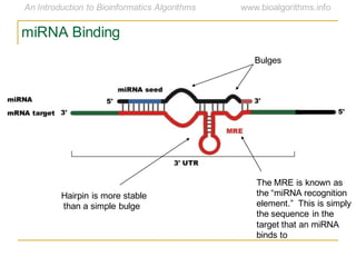 Hairpin is more stable
than a simple bulge
Bulges
The MRE is known as
the ―miRNA recognition
element.‖ This is simply
the sequence in the
target that an miRNA
binds to
miRNA Binding
 