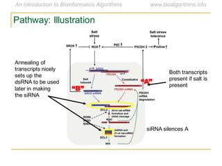 Pathway: Illustration
Annealing of
transcripts nicely
sets up the
dsRNA to be used
later in making
the siRNA
Both transcripts
present if salt is
present
“A”
“B”
siRNA silences A
 