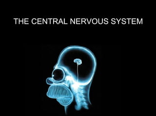 THE CENTRAL NERVOUS SYSTEM
 
