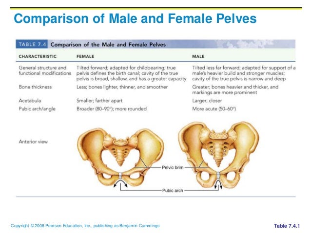 Male Vs Female Pelvis 12 Major Differences Plus Comparison Table