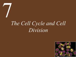 The Cell Cycle and Cell
Division
7
 