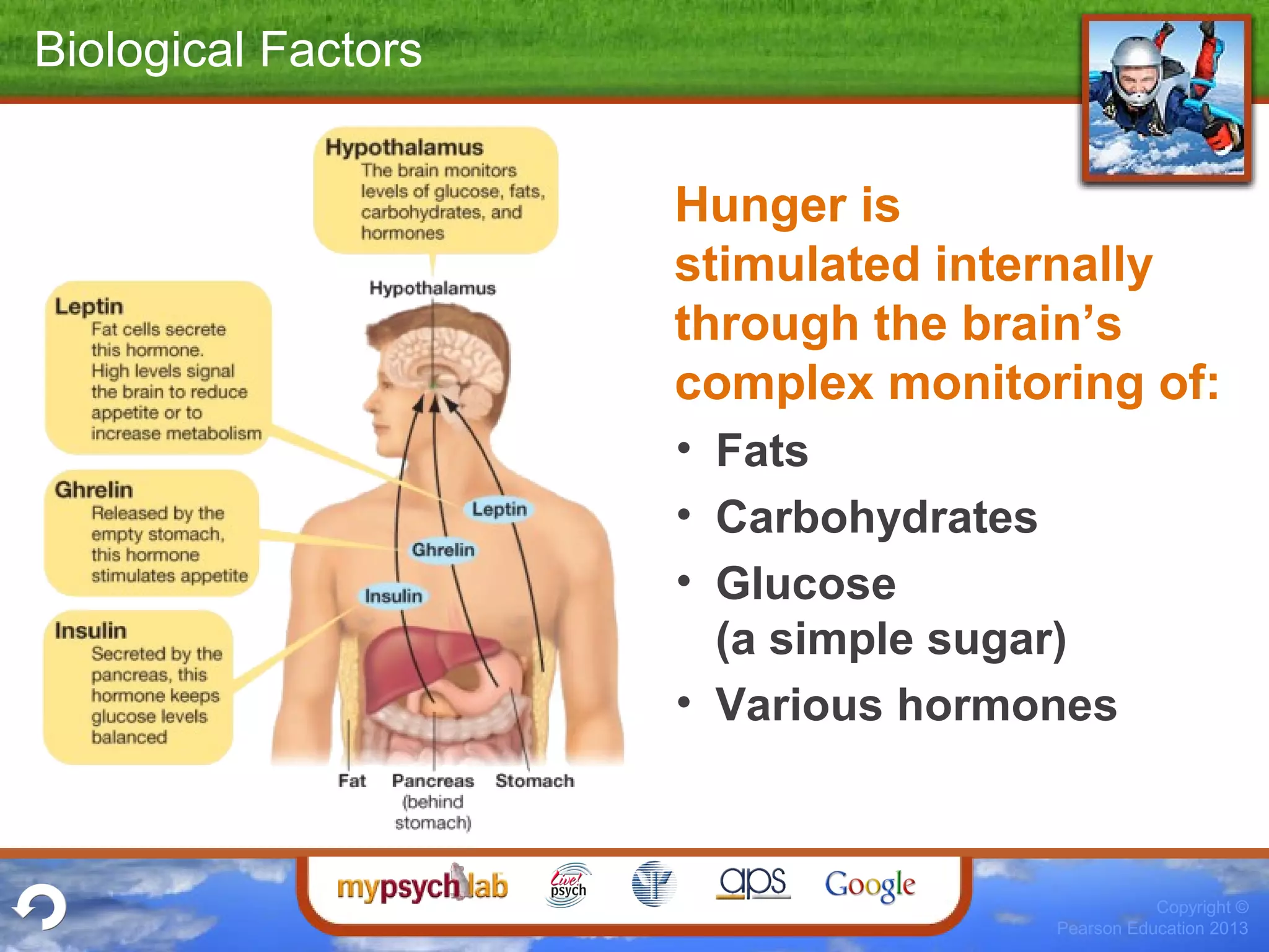 Copyright ©
Pearson Education 2013
Biological Factors
Hunger is
stimulated internally
through the brain’s
complex monitoring of:
• Fats
• Carbohydrates
• Glucose
(a simple sugar)
• Various hormones
 