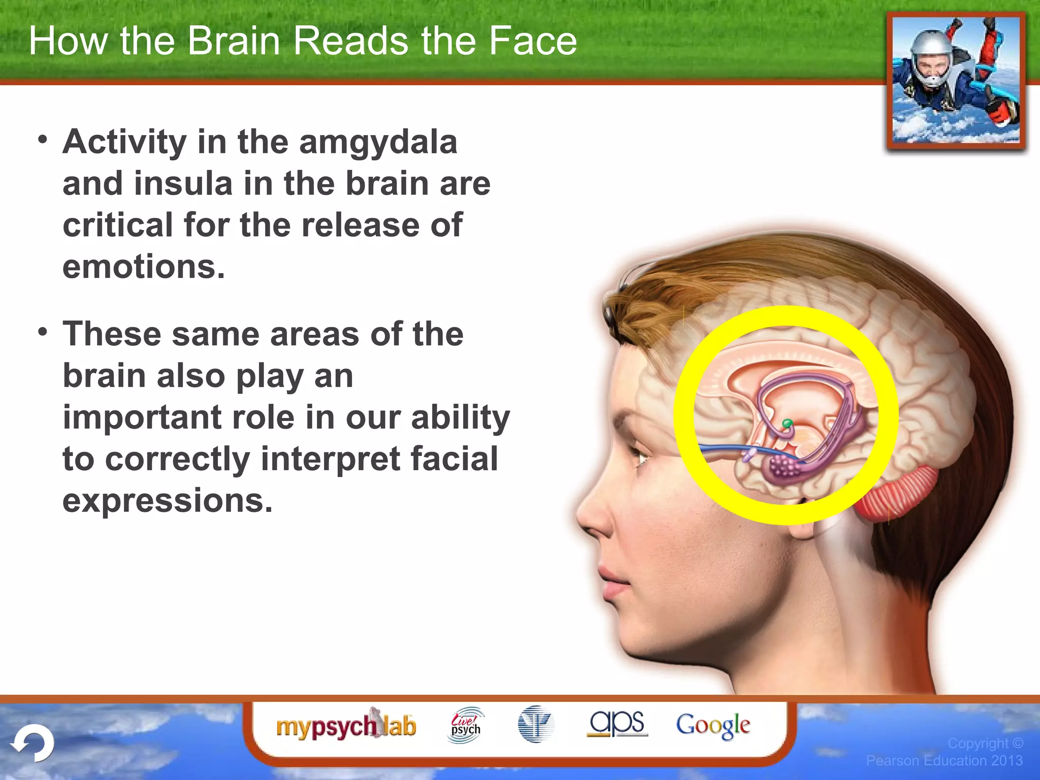 Copyright ©
Pearson Education 2013
How the Brain Reads the Face
• Activity in the amgydala
and insula in the brain are
critical for the release of
emotions.
• These same areas of the
brain also play an
important role in our ability
to correctly interpret facial
expressions.
 