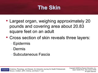 Copyright ©2009 by Pearson Education, Inc.
Upper Saddle River, New Jersey 07458
All rights reserved.
Anatomy, Physiology, and Disease: An Interactive Journey for Health Professionals
Bruce J. Colbert, Jeff E. Ankney, and Karen T. Lee
The Skin
• Largest organ, weighing approximately 20
pounds and covering area about 20.83
square feet on an adult
• Cross section of skin reveals three layers:
–Epidermis
–Dermis
–Subcutaneous Fascia
 