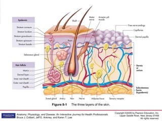 Copyright ©2009 by Pearson Education, Inc.
Upper Saddle River, New Jersey 07458
All rights reserved.
Anatomy, Physiology, and Disease: An Interactive Journey for Health Professionals
Bruce J. Colbert, Jeff E. Ankney, and Karen T. Lee
Figure 8-1 The three layers of the skin.
 