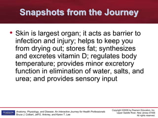 Copyright ©2009 by Pearson Education, Inc.
Upper Saddle River, New Jersey 07458
All rights reserved.
Anatomy, Physiology, and Disease: An Interactive Journey for Health Professionals
Bruce J. Colbert, Jeff E. Ankney, and Karen T. Lee
Snapshots from the Journey
• Skin is largest organ; it acts as barrier to
infection and injury; helps to keep you
from drying out; stores fat; synthesizes
and excretes vitamin D; regulates body
temperature; provides minor excretory
function in elimination of water, salts, and
urea; and provides sensory input
 