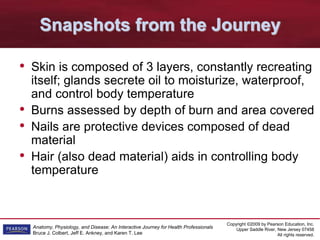Copyright ©2009 by Pearson Education, Inc.
Upper Saddle River, New Jersey 07458
All rights reserved.
Anatomy, Physiology, and Disease: An Interactive Journey for Health Professionals
Bruce J. Colbert, Jeff E. Ankney, and Karen T. Lee
Snapshots from the Journey
• Skin is composed of 3 layers, constantly recreating
itself; glands secrete oil to moisturize, waterproof,
and control body temperature
• Burns assessed by depth of burn and area covered
• Nails are protective devices composed of dead
material
• Hair (also dead material) aids in controlling body
temperature
 