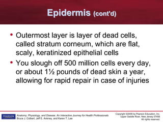 Copyright ©2009 by Pearson Education, Inc.
Upper Saddle River, New Jersey 07458
All rights reserved.
Anatomy, Physiology, and Disease: An Interactive Journey for Health Professionals
Bruce J. Colbert, Jeff E. Ankney, and Karen T. Lee
Epidermis (cont'd)
• Outermost layer is layer of dead cells,
called stratum corneum, which are flat,
scaly, keratinized epithelial cells
• You slough off 500 million cells every day,
or about 1½ pounds of dead skin a year,
allowing for rapid repair in case of injuries
 