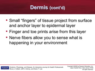 Copyright ©2009 by Pearson Education, Inc.
Upper Saddle River, New Jersey 07458
All rights reserved.
Anatomy, Physiology, and Disease: An Interactive Journey for Health Professionals
Bruce J. Colbert, Jeff E. Ankney, and Karen T. Lee
Dermis (cont’d)
• Small “fingers” of tissue project from surface
and anchor layer to epidermal layer
• Finger and toe prints arise from this layer
• Nerve fibers allow you to sense what is
happening in your environment
 