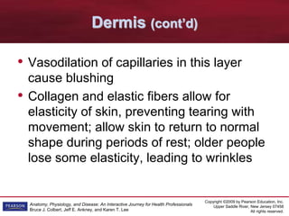 Copyright ©2009 by Pearson Education, Inc.
Upper Saddle River, New Jersey 07458
All rights reserved.
Anatomy, Physiology, and Disease: An Interactive Journey for Health Professionals
Bruce J. Colbert, Jeff E. Ankney, and Karen T. Lee
Dermis (cont’d)
• Vasodilation of capillaries in this layer
cause blushing
• Collagen and elastic fibers allow for
elasticity of skin, preventing tearing with
movement; allow skin to return to normal
shape during periods of rest; older people
lose some elasticity, leading to wrinkles
 
