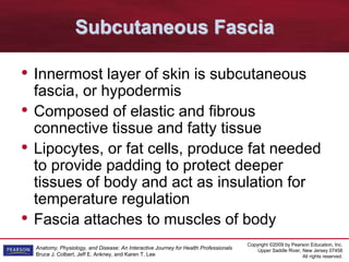 Copyright ©2009 by Pearson Education, Inc.
Upper Saddle River, New Jersey 07458
All rights reserved.
Anatomy, Physiology, and Disease: An Interactive Journey for Health Professionals
Bruce J. Colbert, Jeff E. Ankney, and Karen T. Lee
Subcutaneous Fascia
• Innermost layer of skin is subcutaneous
fascia, or hypodermis
• Composed of elastic and fibrous
connective tissue and fatty tissue
• Lipocytes, or fat cells, produce fat needed
to provide padding to protect deeper
tissues of body and act as insulation for
temperature regulation
• Fascia attaches to muscles of body
 