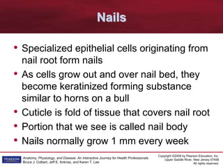 Copyright ©2009 by Pearson Education, Inc.
Upper Saddle River, New Jersey 07458
All rights reserved.
Anatomy, Physiology, and Disease: An Interactive Journey for Health Professionals
Bruce J. Colbert, Jeff E. Ankney, and Karen T. Lee
Nails
• Specialized epithelial cells originating from
nail root form nails
• As cells grow out and over nail bed, they
become keratinized forming substance
similar to horns on a bull
• Cuticle is fold of tissue that covers nail root
• Portion that we see is called nail body
• Nails normally grow 1 mm every week
 