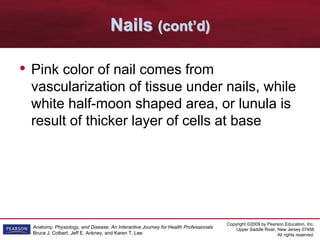 Copyright ©2009 by Pearson Education, Inc.
Upper Saddle River, New Jersey 07458
All rights reserved.
Anatomy, Physiology, and Disease: An Interactive Journey for Health Professionals
Bruce J. Colbert, Jeff E. Ankney, and Karen T. Lee
Nails (cont’d)
• Pink color of nail comes from
vascularization of tissue under nails, while
white half-moon shaped area, or lunula is
result of thicker layer of cells at base
 