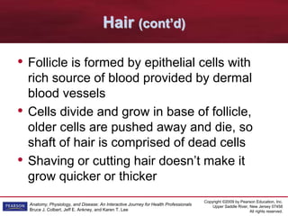 Copyright ©2009 by Pearson Education, Inc.
Upper Saddle River, New Jersey 07458
All rights reserved.
Anatomy, Physiology, and Disease: An Interactive Journey for Health Professionals
Bruce J. Colbert, Jeff E. Ankney, and Karen T. Lee
Hair (cont’d)
• Follicle is formed by epithelial cells with
rich source of blood provided by dermal
blood vessels
• Cells divide and grow in base of follicle,
older cells are pushed away and die, so
shaft of hair is comprised of dead cells
• Shaving or cutting hair doesn’t make it
grow quicker or thicker
 