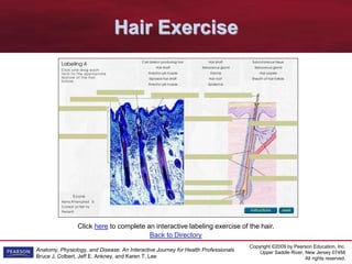 Copyright ©2009 by Pearson Education, Inc.
Upper Saddle River, New Jersey 07458
All rights reserved.
Anatomy, Physiology, and Disease: An Interactive Journey for Health Professionals
Bruce J. Colbert, Jeff E. Ankney, and Karen T. Lee
Click here to complete an interactive labeling exercise of the hair.
Hair Exercise
Back to Directory
 