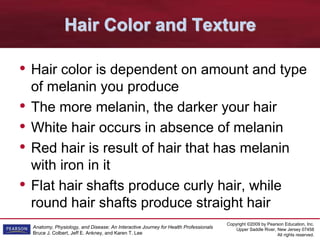 Copyright ©2009 by Pearson Education, Inc.
Upper Saddle River, New Jersey 07458
All rights reserved.
Anatomy, Physiology, and Disease: An Interactive Journey for Health Professionals
Bruce J. Colbert, Jeff E. Ankney, and Karen T. Lee
Hair Color and Texture
• Hair color is dependent on amount and type
of melanin you produce
• The more melanin, the darker your hair
• White hair occurs in absence of melanin
• Red hair is result of hair that has melanin
with iron in it
• Flat hair shafts produce curly hair, while
round hair shafts produce straight hair
 