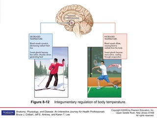 Copyright ©2009 by Pearson Education, Inc.
Upper Saddle River, New Jersey 07458
All rights reserved.
Anatomy, Physiology, and Disease: An Interactive Journey for Health Professionals
Bruce J. Colbert, Jeff E. Ankney, and Karen T. Lee
Figure 8-12 Integumentary regulation of body temperature.
 