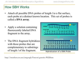 • Attach all possible DNA probes of length l to a flat surface,
each probe at a distinct known location. This set of probes is
called a DNA array.
• Apply a solution containing
fluorescently labeled DNA
fragment to the array.
• The DNA fragment hybridizes
with those probes that are
complementary to substrings
of length l of the fragment.
How SBH Works
Hybridization of a DNA Probe
http://members.cox.net/amgough/Fanconi-genetics-PGD.htm
 