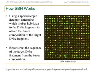 How SBH Works
• Using a spectroscopic
detector, determine
which probes hybridize
to the DNA fragment to
obtain the l–mer
composition of the target
DNA fragment.
• Reconstruct the sequence
of the target DNA
fragment from the l-mer
composition.
DNA Microarray
http://www.wormbook.org/chapters/www_germlinegenomics/germlinegenomics.html
 
