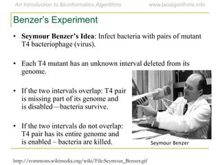 Benzer’s Experiment
• Seymour Benzer’s Idea: Infect bacteria with pairs of mutant
T4 bacteriophage (virus).
• Each T4 mutant has an unknown interval deleted from its
genome.
• If the two intervals overlap: T4 pair
is missing part of its genome and
is disabled—bacteria survive.
• If the two intervals do not overlap:
T4 pair has its entire genome and
is enabled – bacteria are killed.
http://commons.wikimedia.org/wiki/File:Seymour_Benzer.gif
Seymour Benzer
 