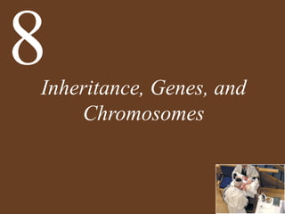 Inheritance, Genes, and
Chromosomes
8
 