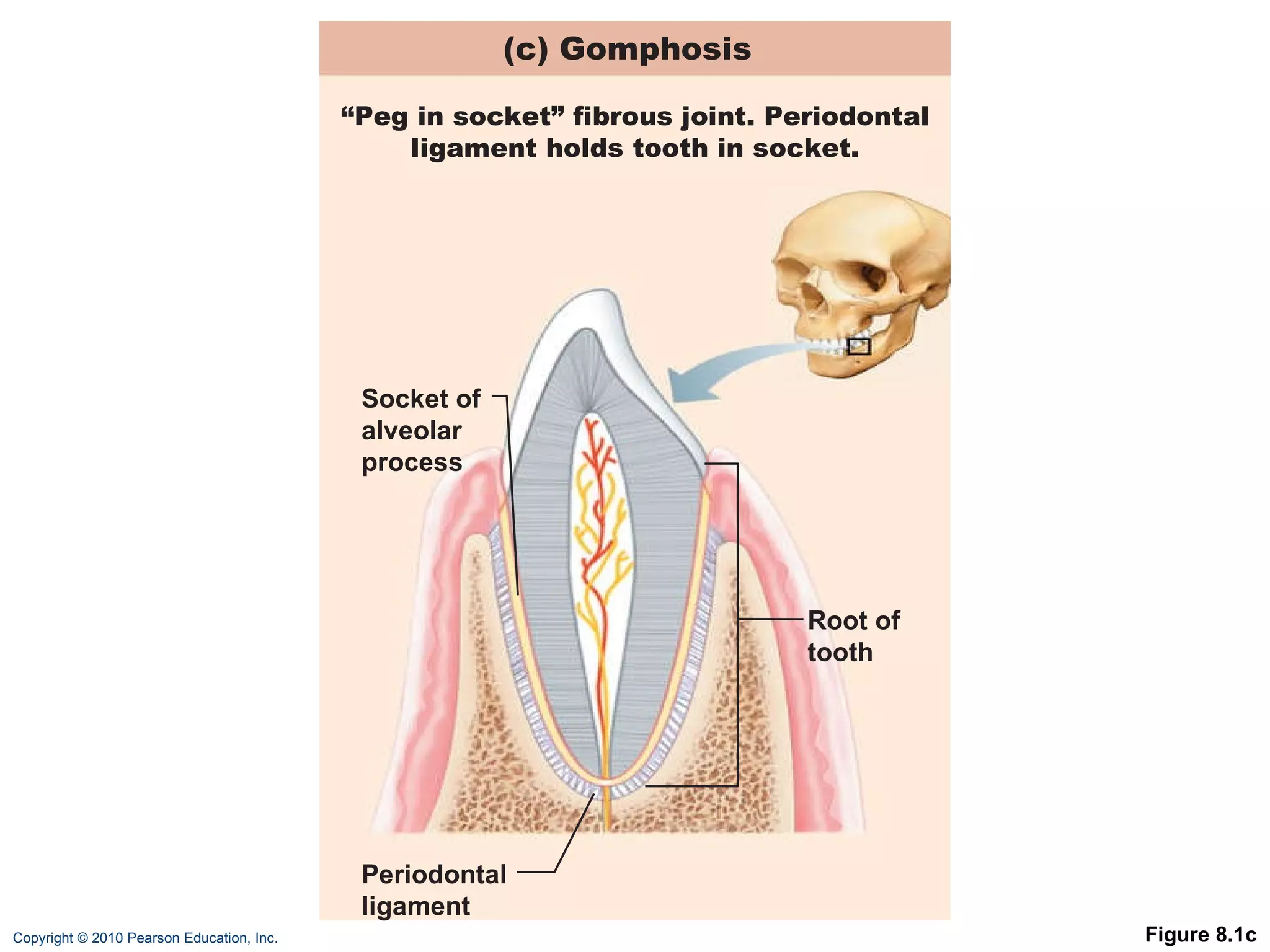 Figure 8.1c Root of tooth Socket of alveolar process Periodontal ligament (c) Gomphosis  “ Peg in socket” fibrous joint. Periodontal ligament holds tooth in socket. 