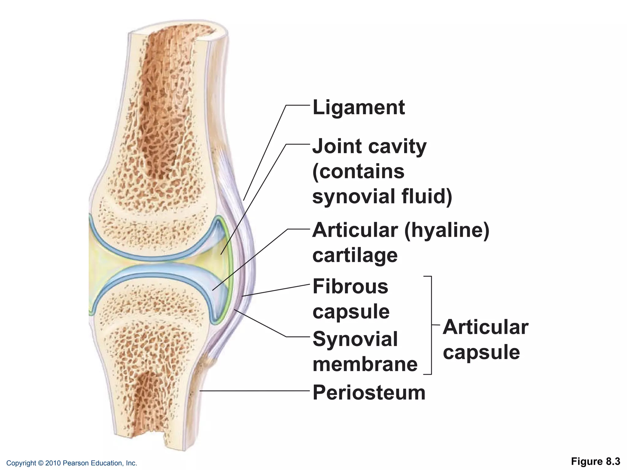 Figure 8.3 Periosteum Ligament Fibrous capsule Synovial membrane Joint cavity (contains synovial fluid) Articular (hyaline) cartilage Articular capsule 