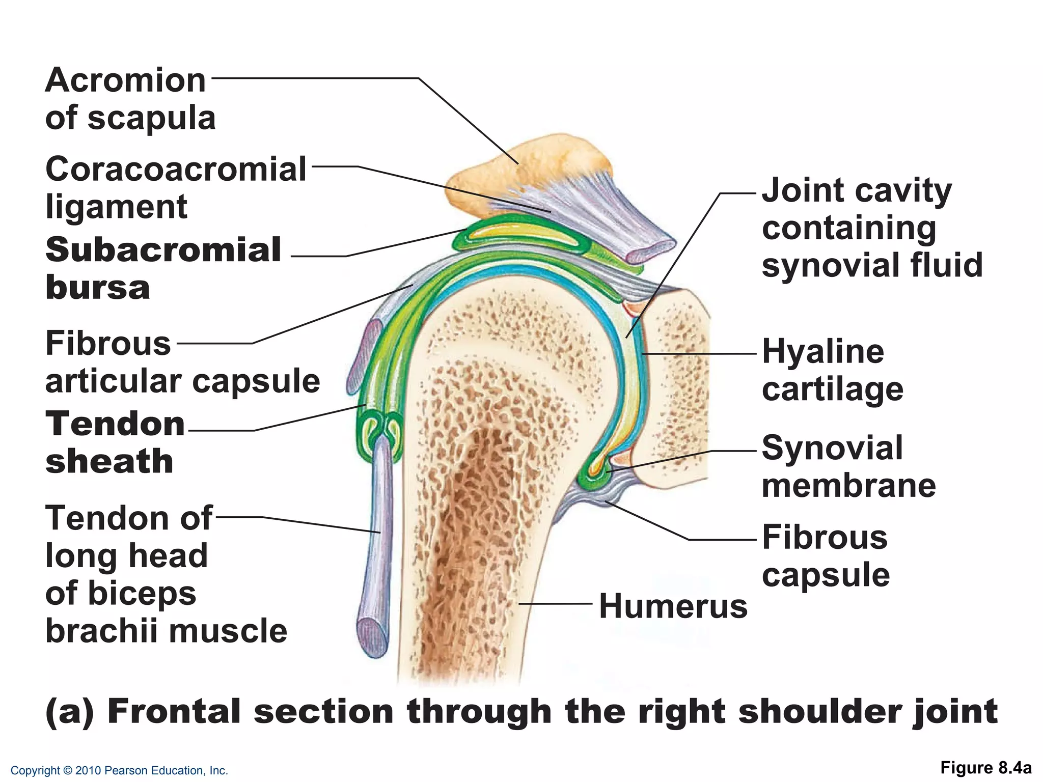 Figure 8.4a Acromion of scapula Joint cavity containing synovial fluid Synovial membrane Fibrous capsule Humerus Hyaline cartilage Coracoacromial ligament Subacromial bursa Fibrous articular capsule Tendon sheath Tendon of long head of biceps brachii muscle (a) Frontal section through the right shoulder joint 