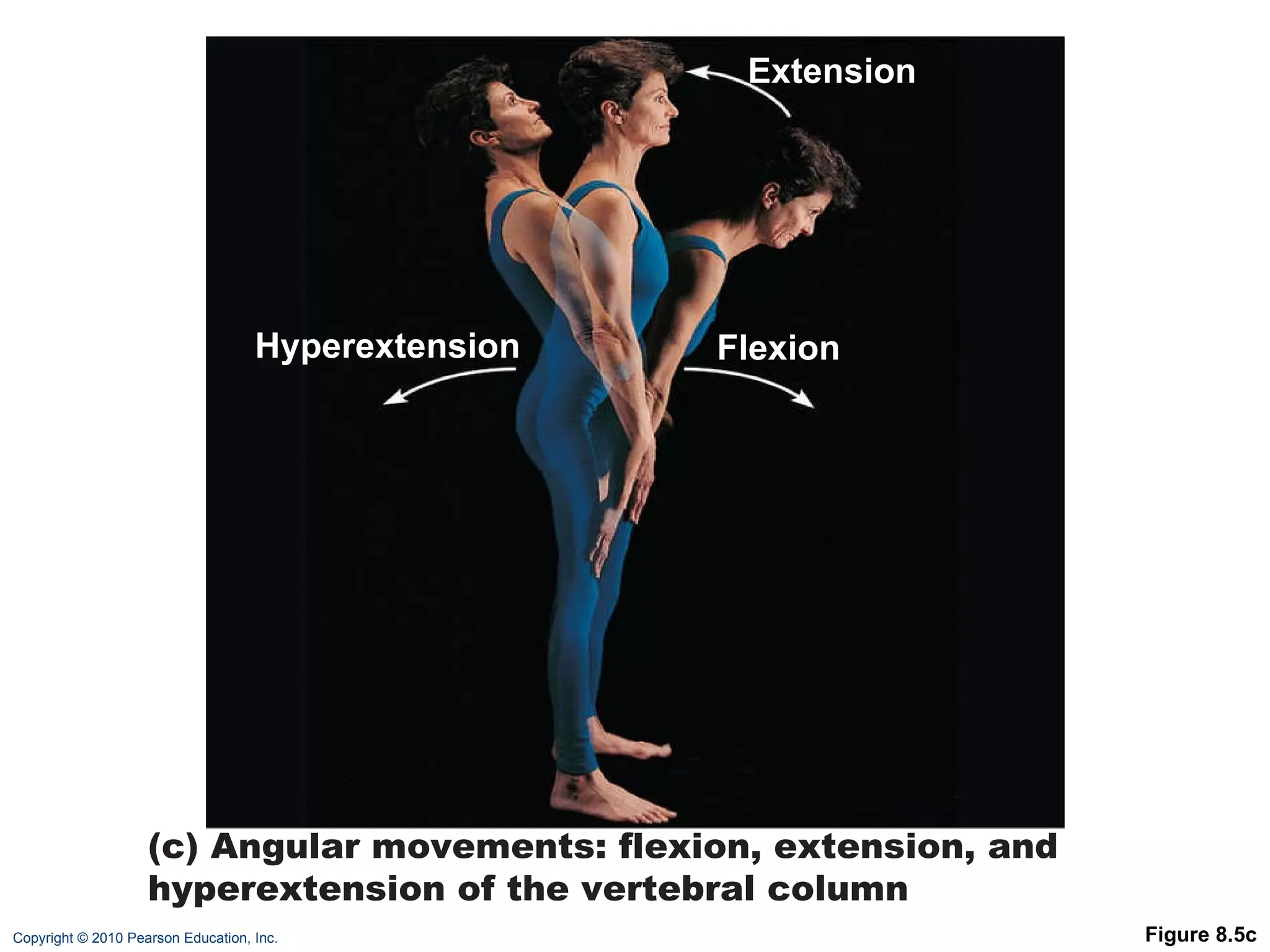 Figure 8.5c Hyperextension Flexion Extension (c) Angular movements: flexion, extension, and hyperextension of the vertebral column 