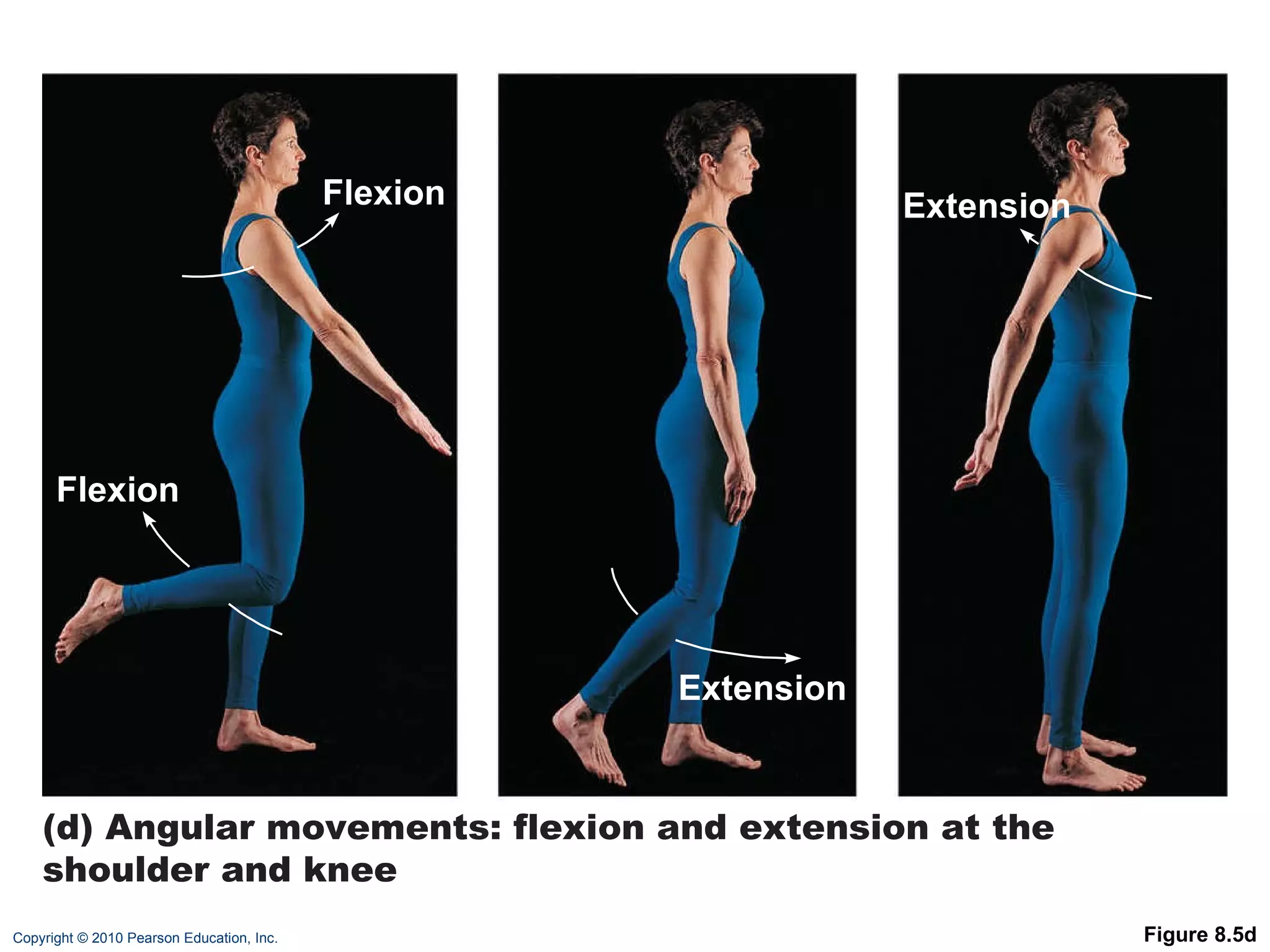 Figure 8.5d Extension Extension Flexion Flexion (d) Angular movements: flexion and extension at the shoulder and knee 