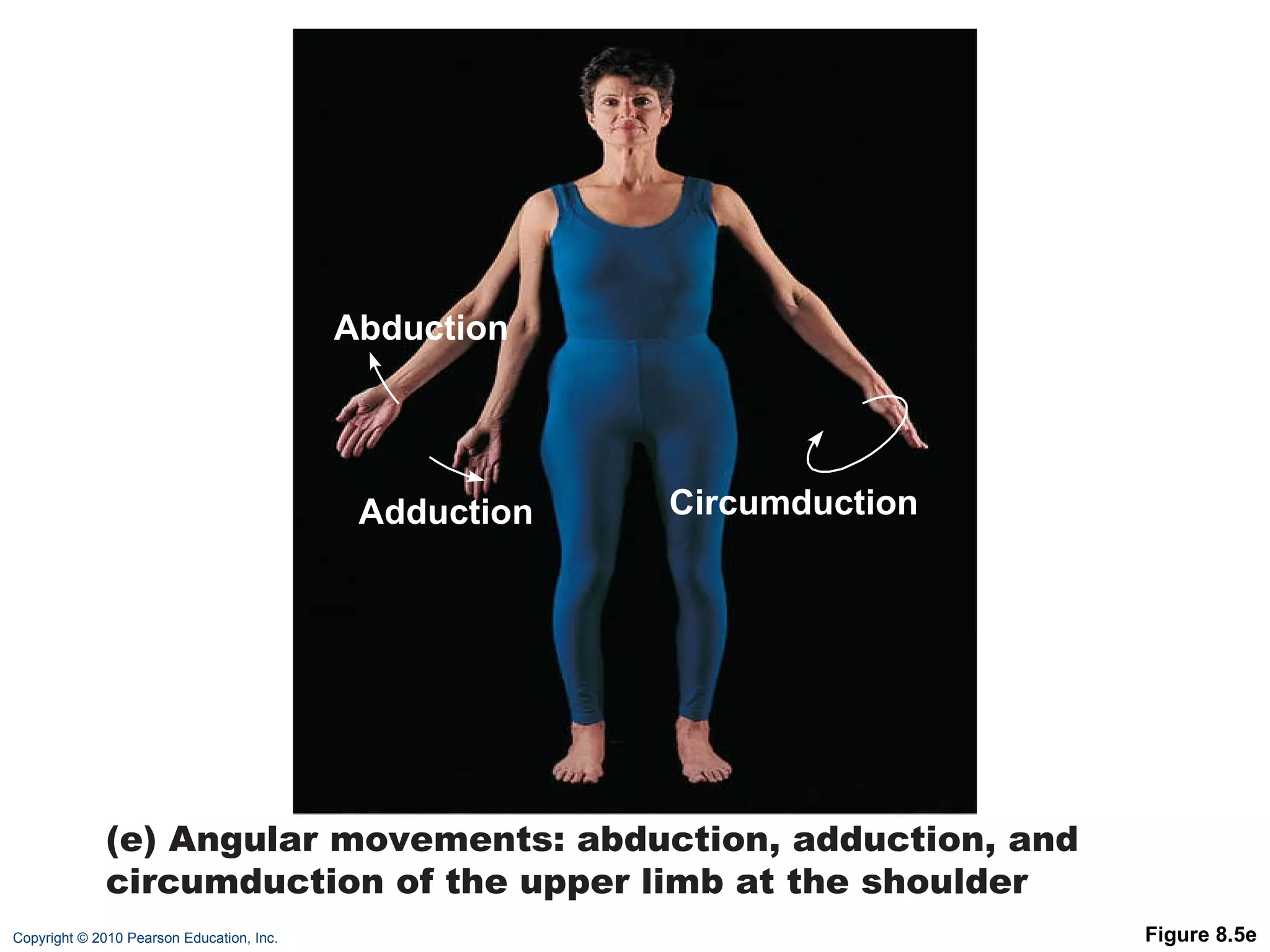 Figure 8.5e Abduction Adduction (e) Angular movements: abduction, adduction, and circumduction of the upper limb at the shoulder Circumduction 