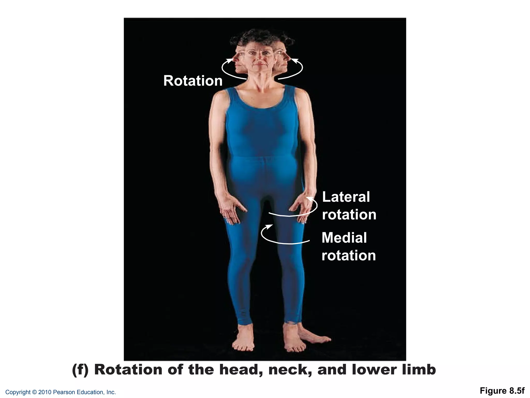 Figure 8.5f Lateral rotation Medial rotation Rotation (f) Rotation of the head, neck, and lower limb 