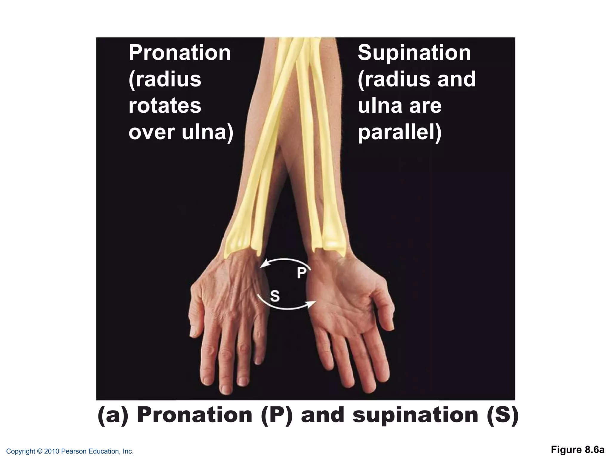 Figure 8.6a Supination (radius and  ulna are  parallel) (a) Pronation (P) and supination (S) Pronation (radius  rotates over ulna) 