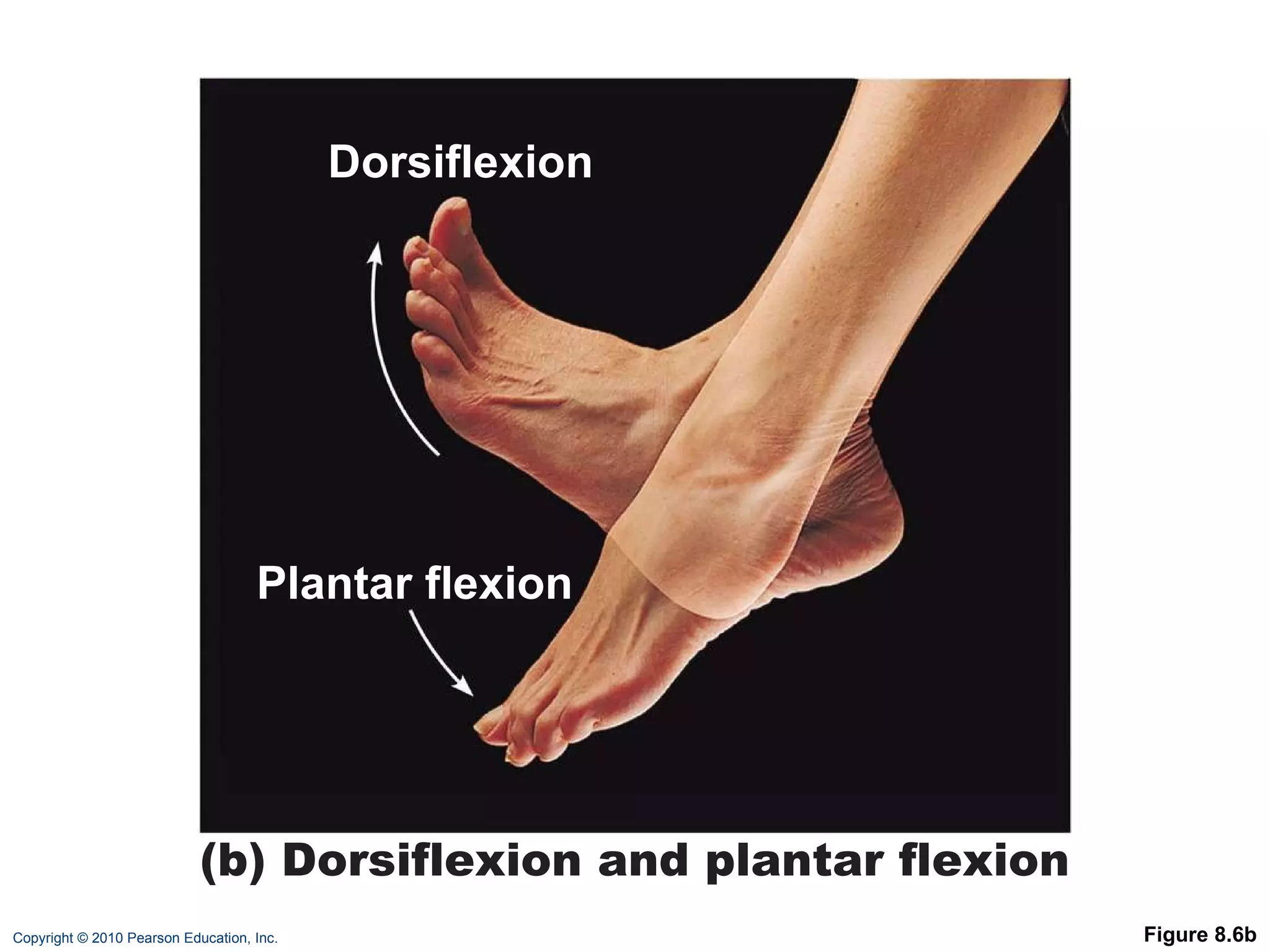 Figure 8.6b Dorsiflexion Plantar flexion Dorsiflexion Plantar flexion (b) Dorsiflexion and plantar flexion 