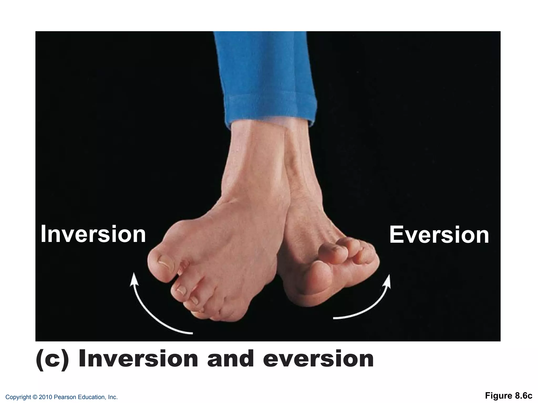 Figure 8.6c Eversion Inversion (c) Inversion and eversion 