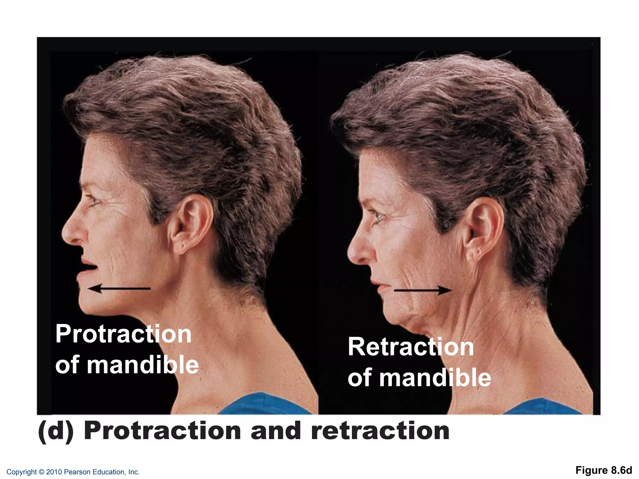 Figure 8.6d Protraction of mandible Retraction of mandible (d) Protraction and retraction 