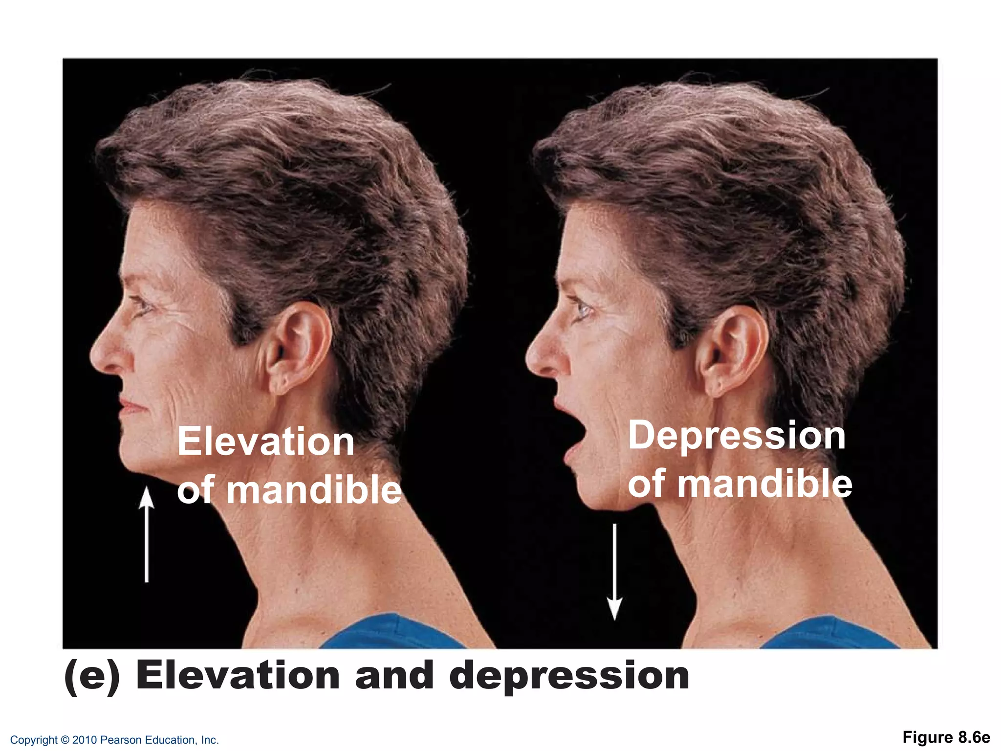 Figure 8.6e Elevation of mandible Depression of mandible (e) Elevation and depression 