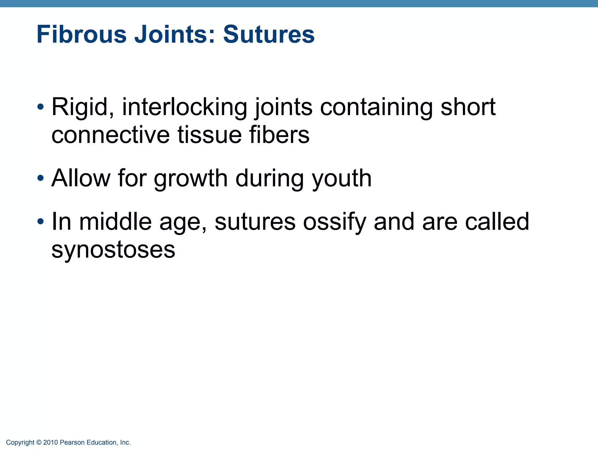 Fibrous Joints: Sutures Rigid, interlocking joints containing short connective tissue fibers Allow for growth during youth In middle age, sutures ossify and are called synostoses 