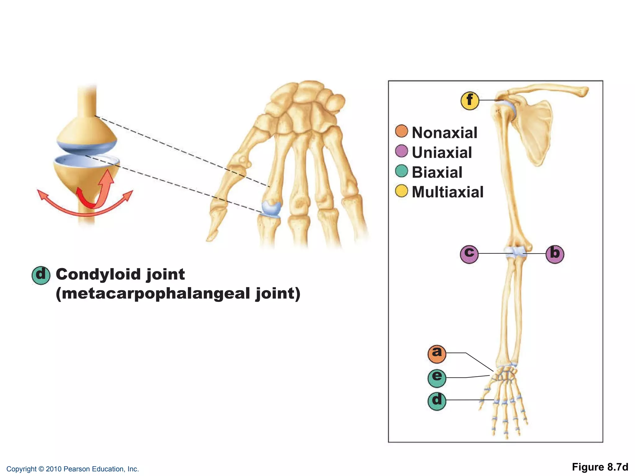 Figure 8.7d d Condyloid joint (metacarpophalangeal joint) a b c d e f Nonaxial Uniaxial Biaxial Multiaxial 