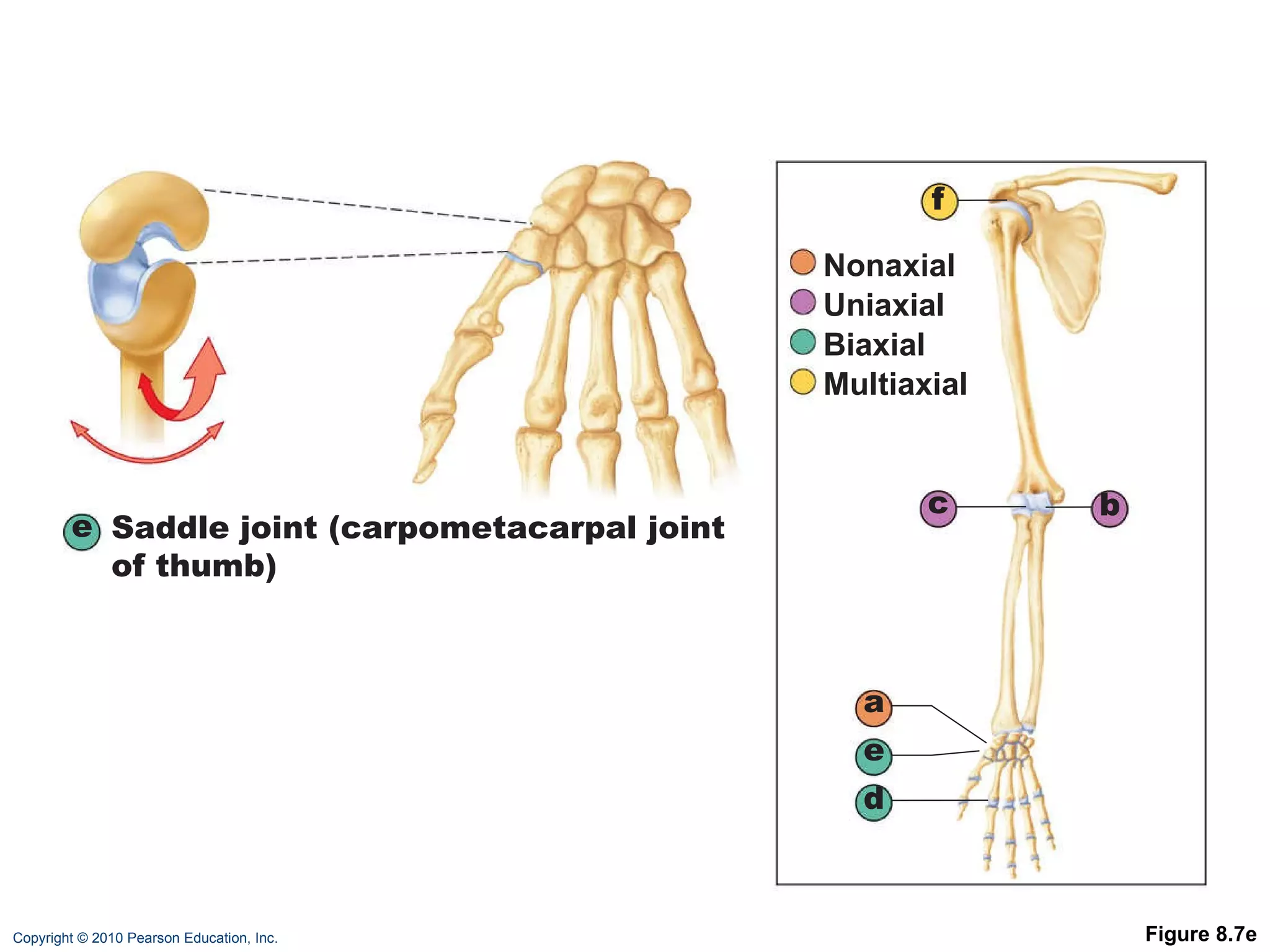 Figure 8.7e e Saddle joint (carpometacarpal joint of thumb) a b c d e f Nonaxial Uniaxial Biaxial Multiaxial 