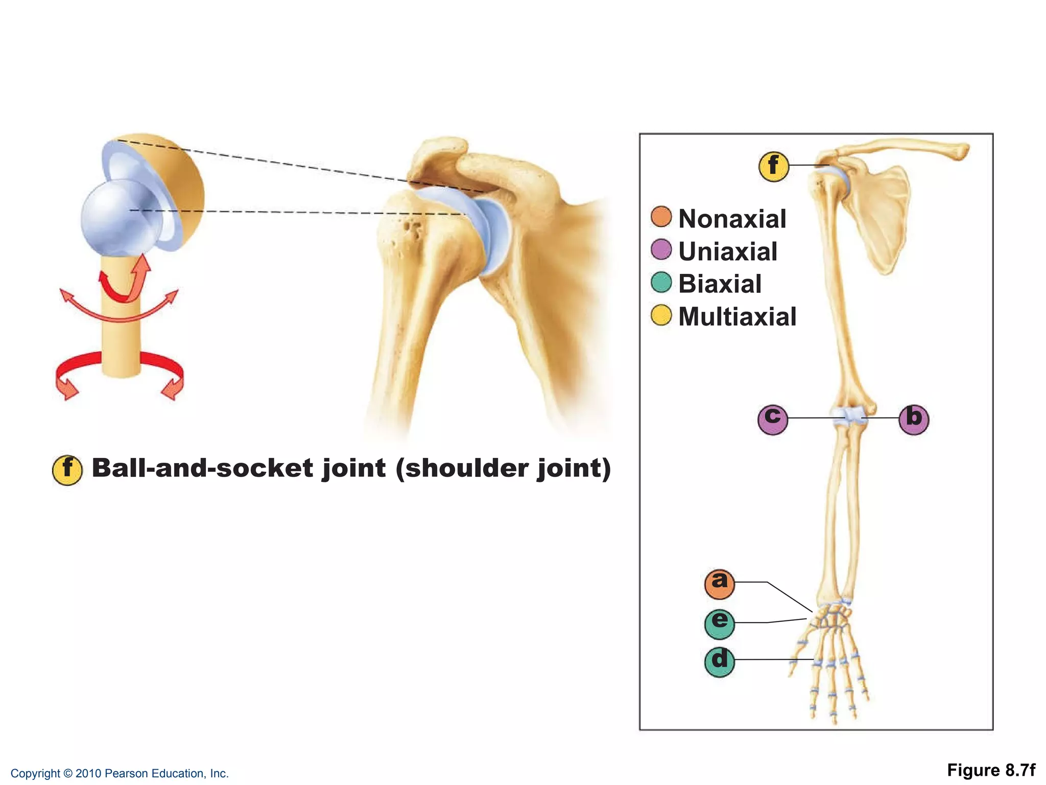Figure 8.7f f Ball-and-socket joint (shoulder joint) a b c d e f Nonaxial Uniaxial Biaxial Multiaxial 