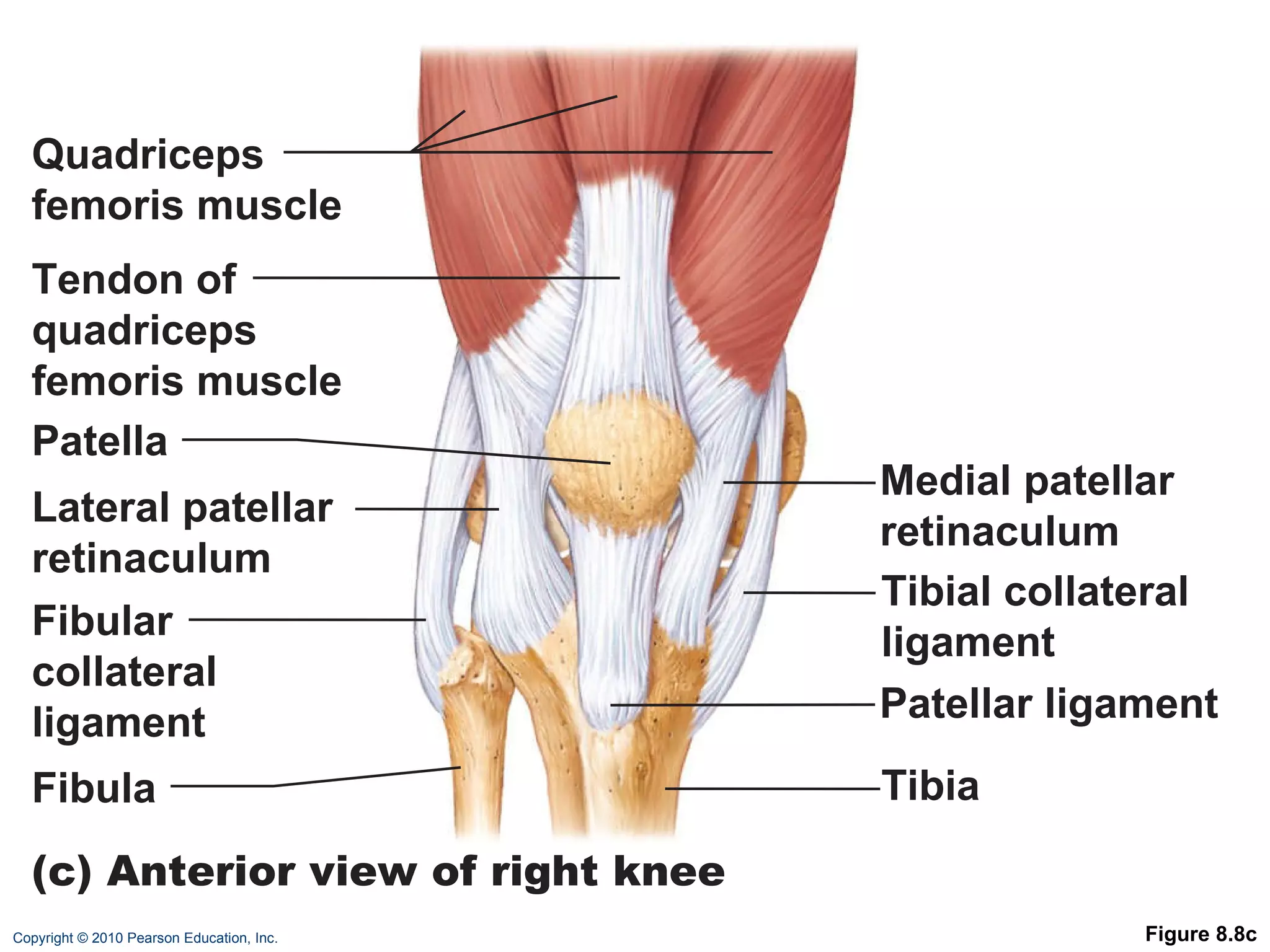 Figure 8.8c Quadriceps femoris muscle Tendon of quadriceps femoris muscle Patella Lateral patellar retinaculum Medial patellar retinaculum Tibial collateral ligament Tibia Fibular collateral ligament Fibula (c) Anterior view of right knee Patellar ligament 