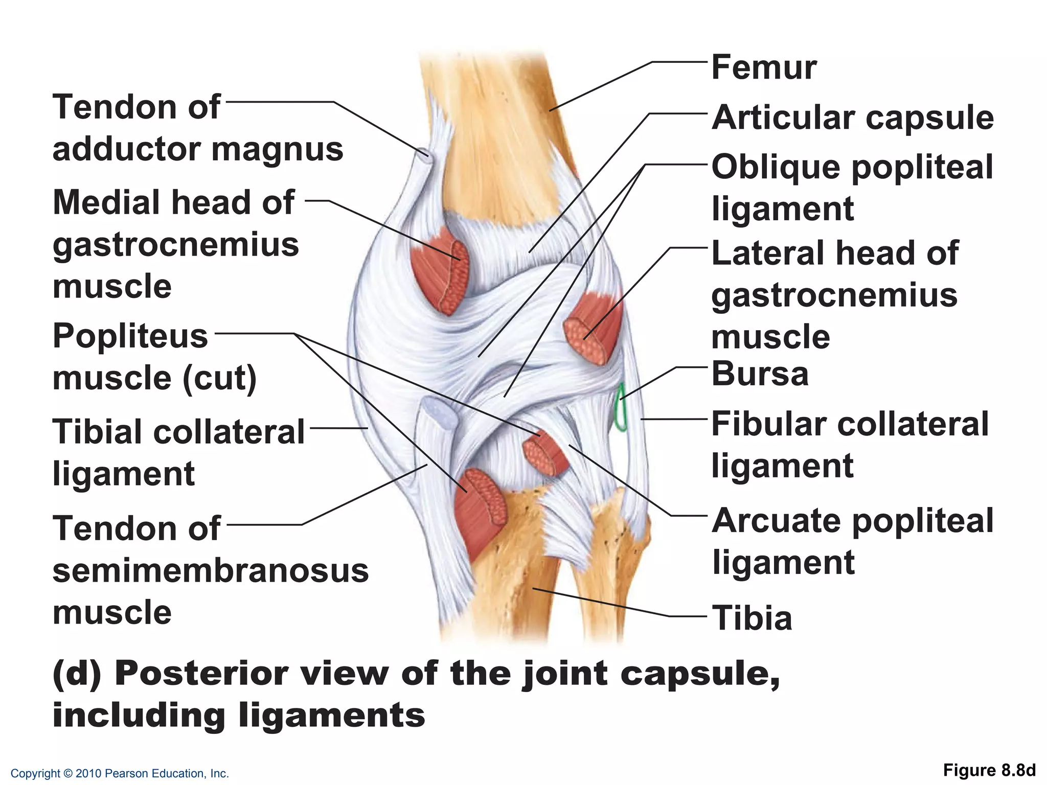 Figure 8.8d Articular capsule Oblique popliteal ligament Lateral head of gastrocnemius muscle Fibular collateral ligament Arcuate popliteal ligament Tibia Femur Medial head of gastrocnemius muscle Tendon of semimembranosus muscle (d) Posterior view of the joint capsule, including ligaments Popliteus muscle (cut) Tendon of adductor magnus  Bursa Tibial collateral ligament 