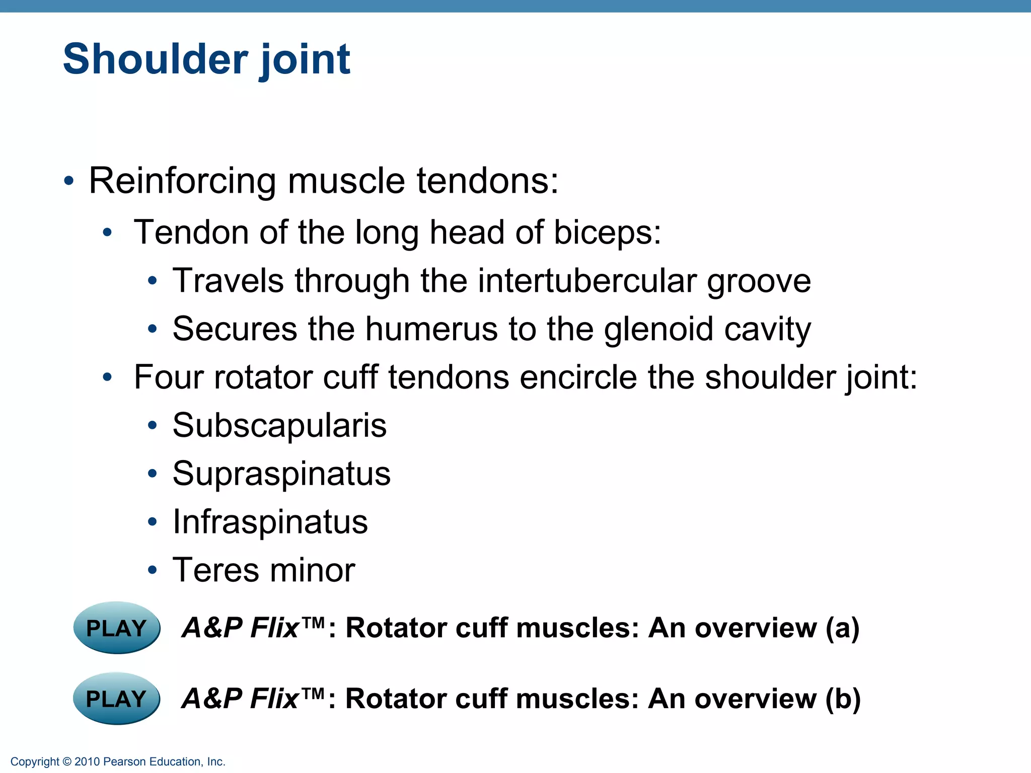 Shoulder joint Reinforcing muscle tendons: Tendon of the long head of biceps: Travels through the intertubercular groove  Secures the humerus to the glenoid cavity Four rotator cuff tendons encircle the shoulder joint: Subscapularis Supraspinatus Infraspinatus Teres minor PLAY A&P Flix ™: Rotator cuff muscles: An overview (a) PLAY A&P Flix ™: Rotator cuff muscles: An overview (b) 