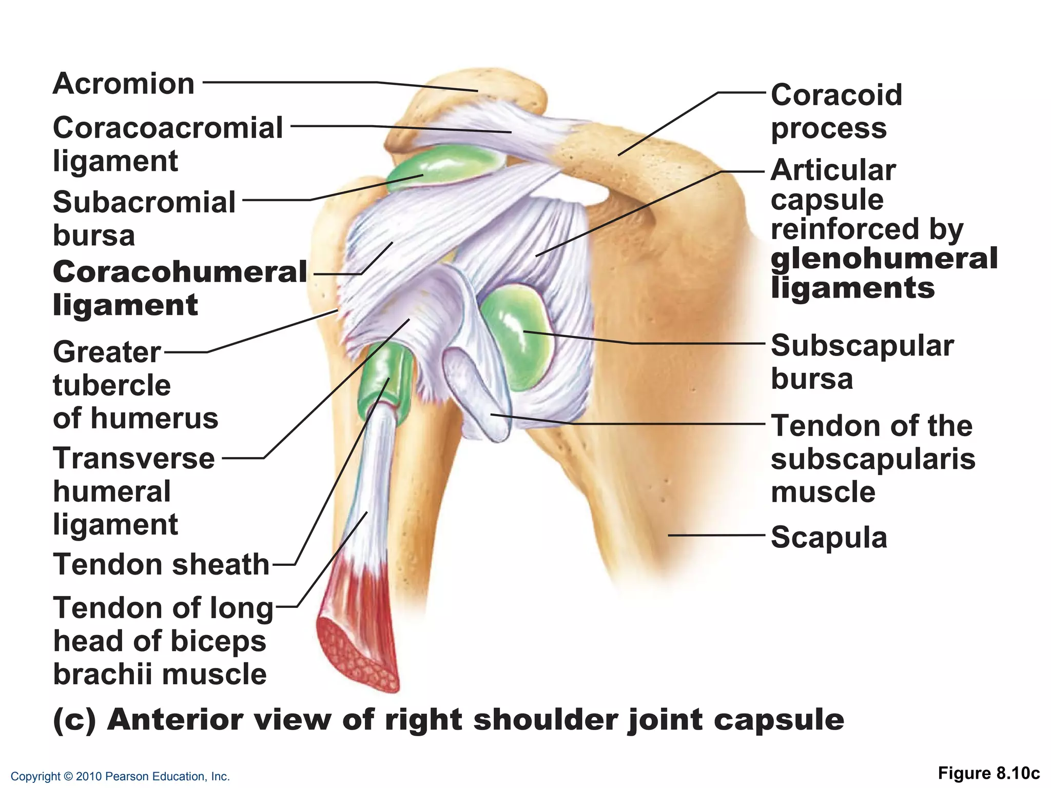 Figure 8.10c Acromion Coracoacromial ligament Subacromial bursa Coracohumeral ligament Greater tubercle of humerus Transverse humeral ligament Tendon sheath Tendon of long head of biceps brachii muscle Articular capsule reinforced by glenohumeral ligaments Subscapular bursa Tendon of the subscapularis muscle Scapula Coracoid process (c) Anterior view of right shoulder joint capsule 
